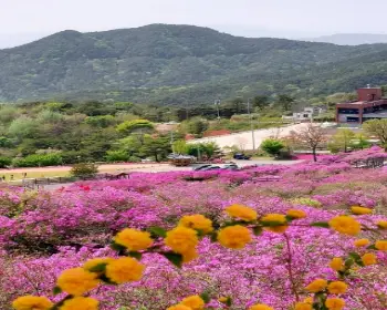 황매산 철쭉축제_25