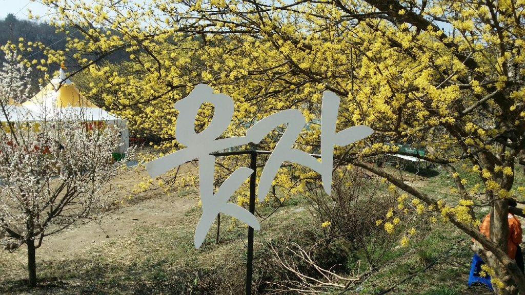 이천 백사 산수유 꽃 축제 기본일정과 프로그램 소개 박일준 앵두걸스 윙크 등 출연