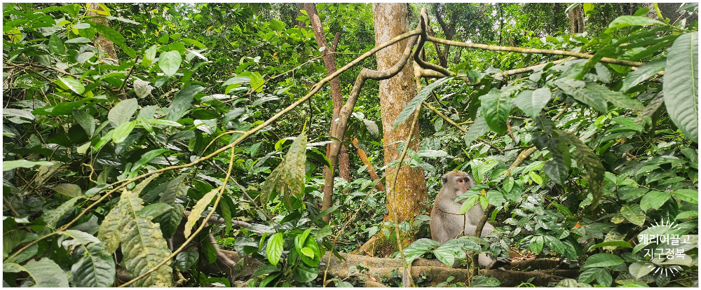 원숭이숲