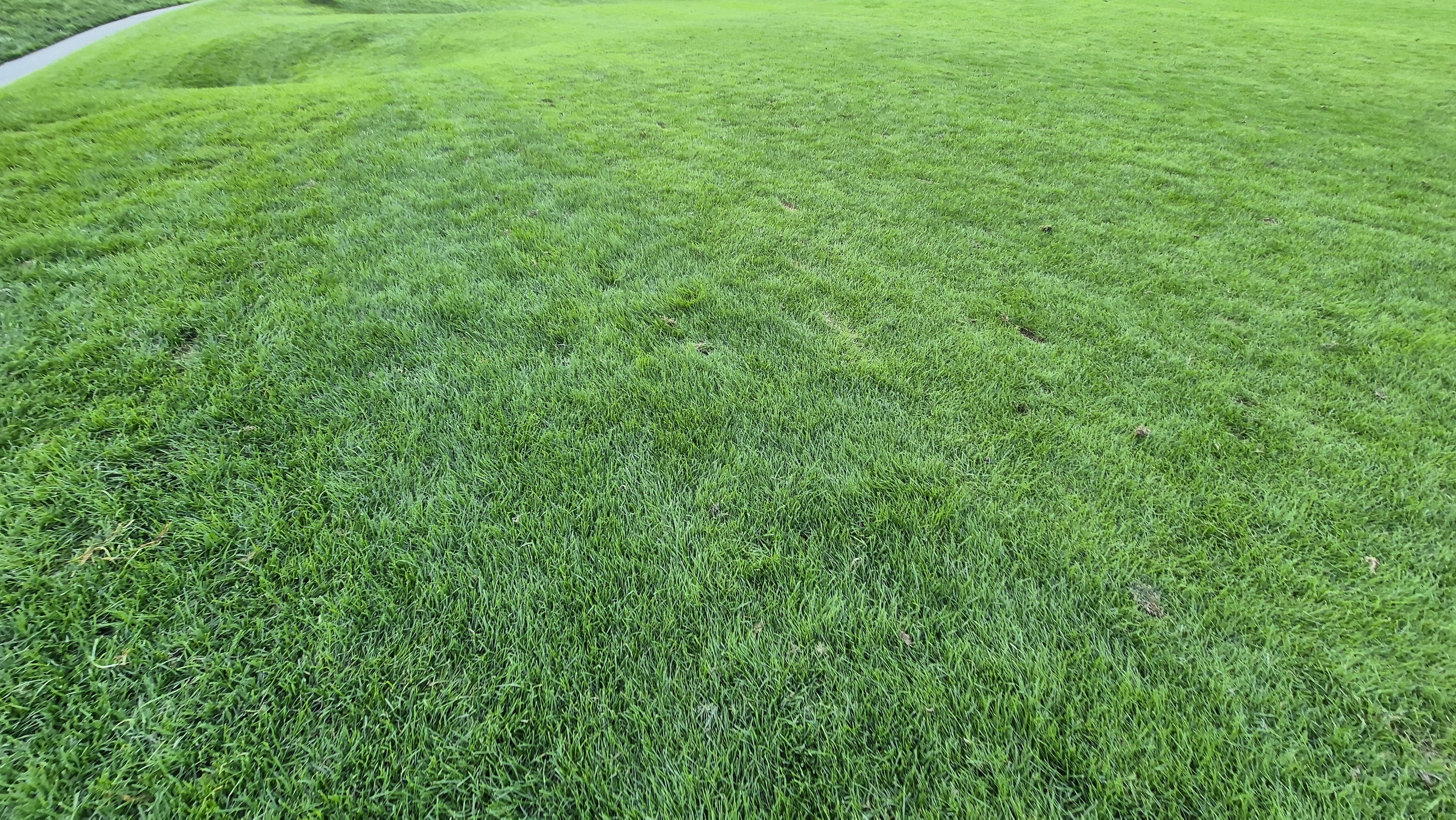 블랙스톤 벨포레cc 코스 관리 상태