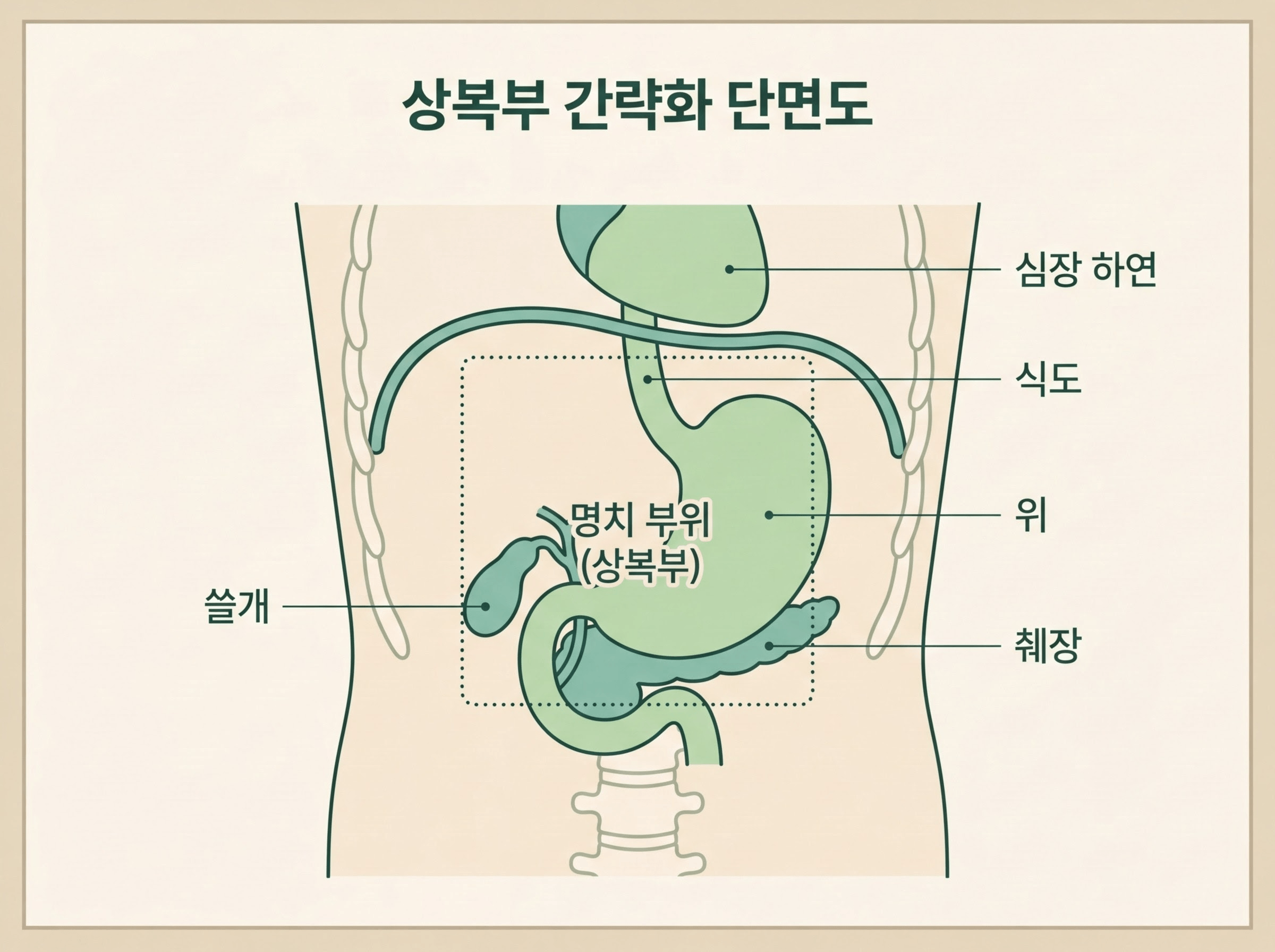 명치 부위 주변 장기 위치 위장 심장 담낭 췌장 식도