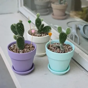 미니 선인장 키우기 물주기 통풍관리 창가배치 귀여운 관리법_4