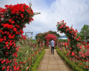 곡성 장미축제_14