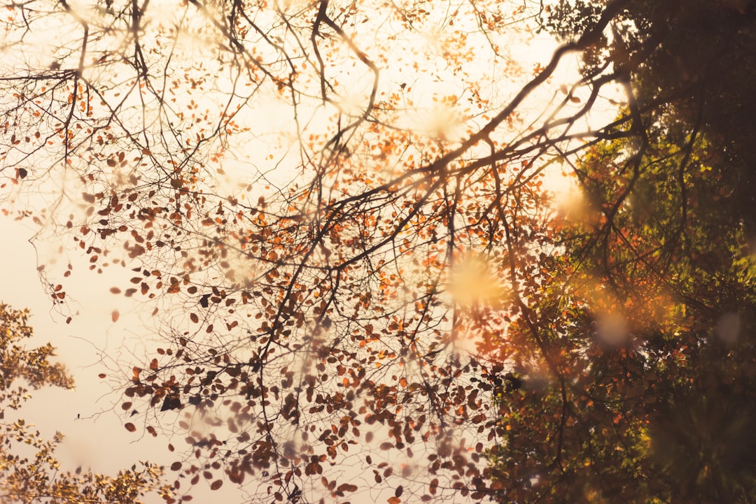 Seasonal Item