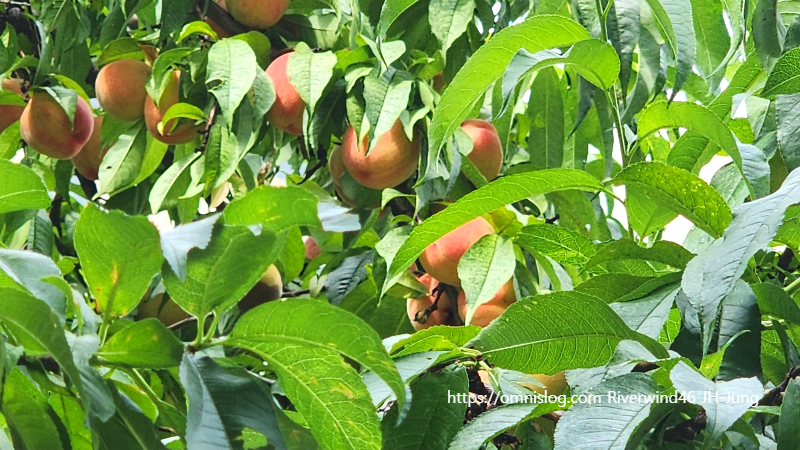 복숭아(桃) Peach