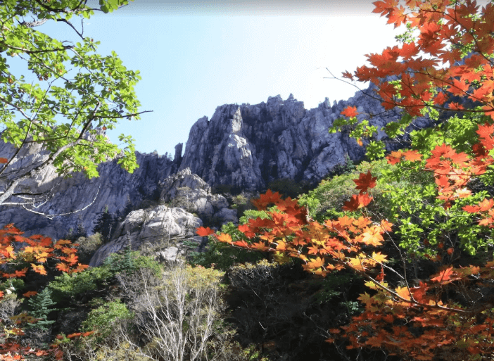 서울대 관악수목원 단풍 절정 가이드 놓칠 수 없는 인생샷 명소 5