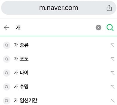 미국 현지에서 네이버로 강아지를 검색했을 때 연관 키워드.