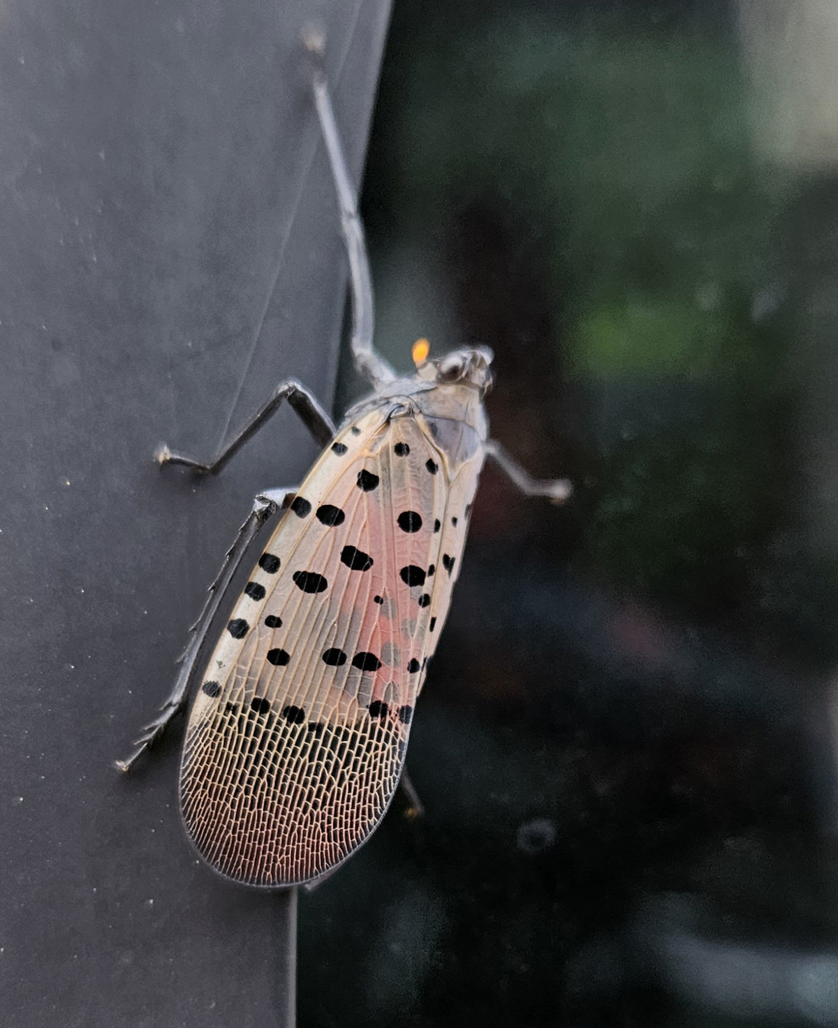 주홍날개꽃매미5