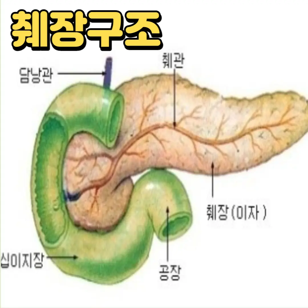 췌장구조