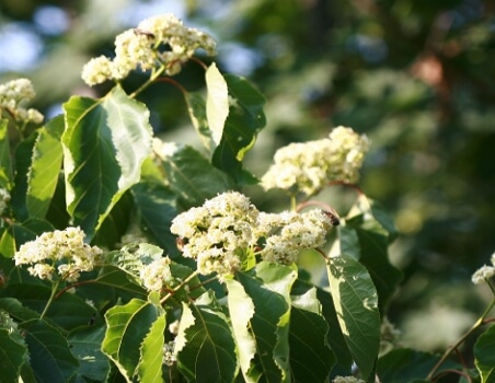 헛개나무-꽃과-열매