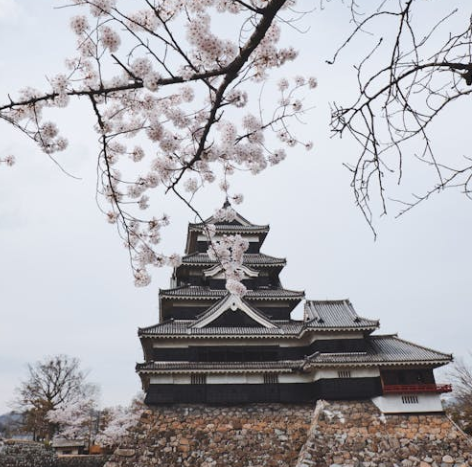 오사카 벚꽃 개화시기 2025