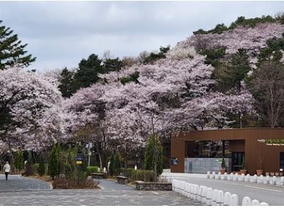 군포 벚꽃