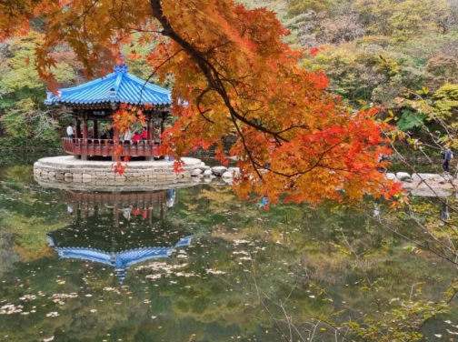 2025 치악산 단풍 절정 시기 공개! 실시간 현황 + BEST 코스 4곳