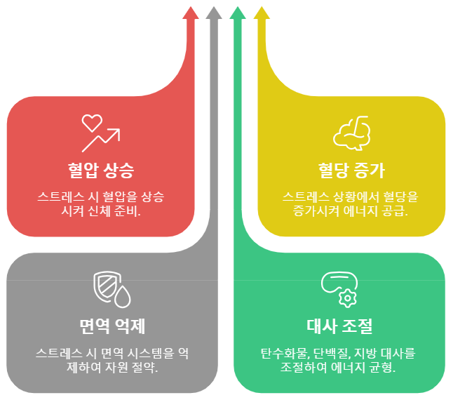 코르티솔의 역할