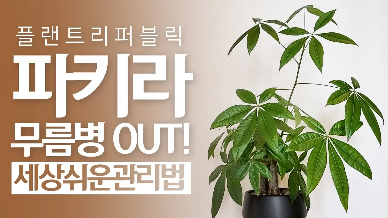 파키라 키우기 분갈이 뿌리관리 물주기간격 쉬운 관리법_6