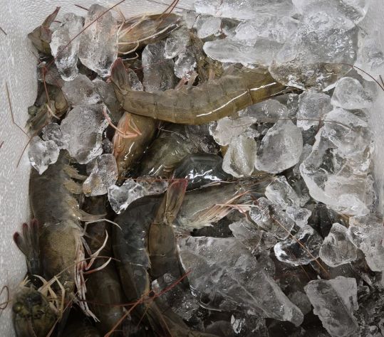 홍성 자연수산 새조개 맛집 | 6시 내고향 방송 나온 자연수산