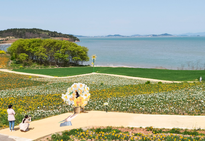 봄꽃 축제 신안 선도 수선화 축제