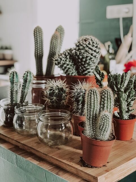 빛이 부족한 공간에서 식물_다육식물