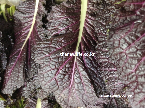 피로 해소 효능을 주는 비타민 C가 풍부한 적겨자 잎의 싱싱한 표면 질감