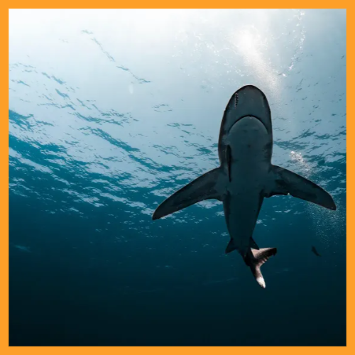 철갑상어 콘드로이친 효능 총정리