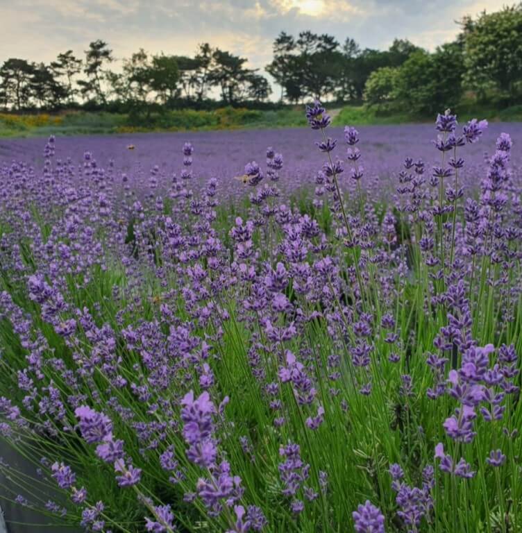 6월 전국축제 일정표 [전라도, 경상도]