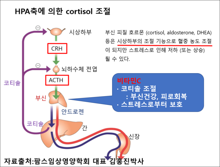 HPA축에 의한 Cortisol 조절