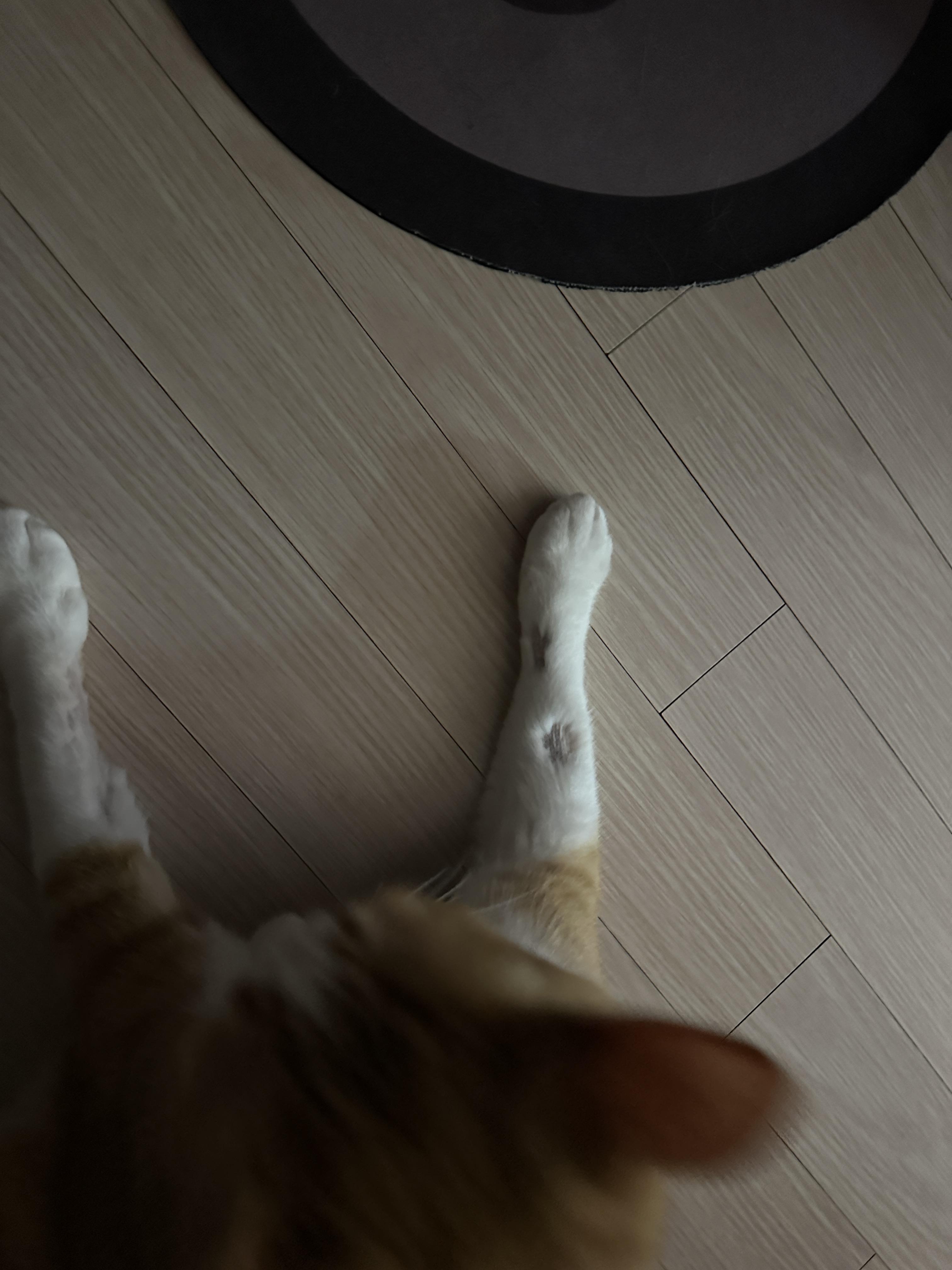 혈관_잡느라_털을_민_호야