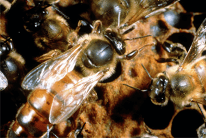 프로폴리스효능15