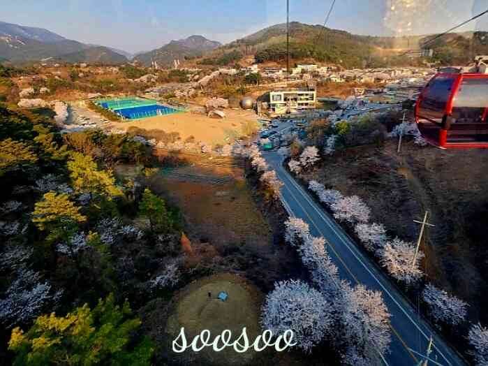 벚꽃축제,벚꽃길/ 벗꽃터널 4월 커플드라이브코스 추천