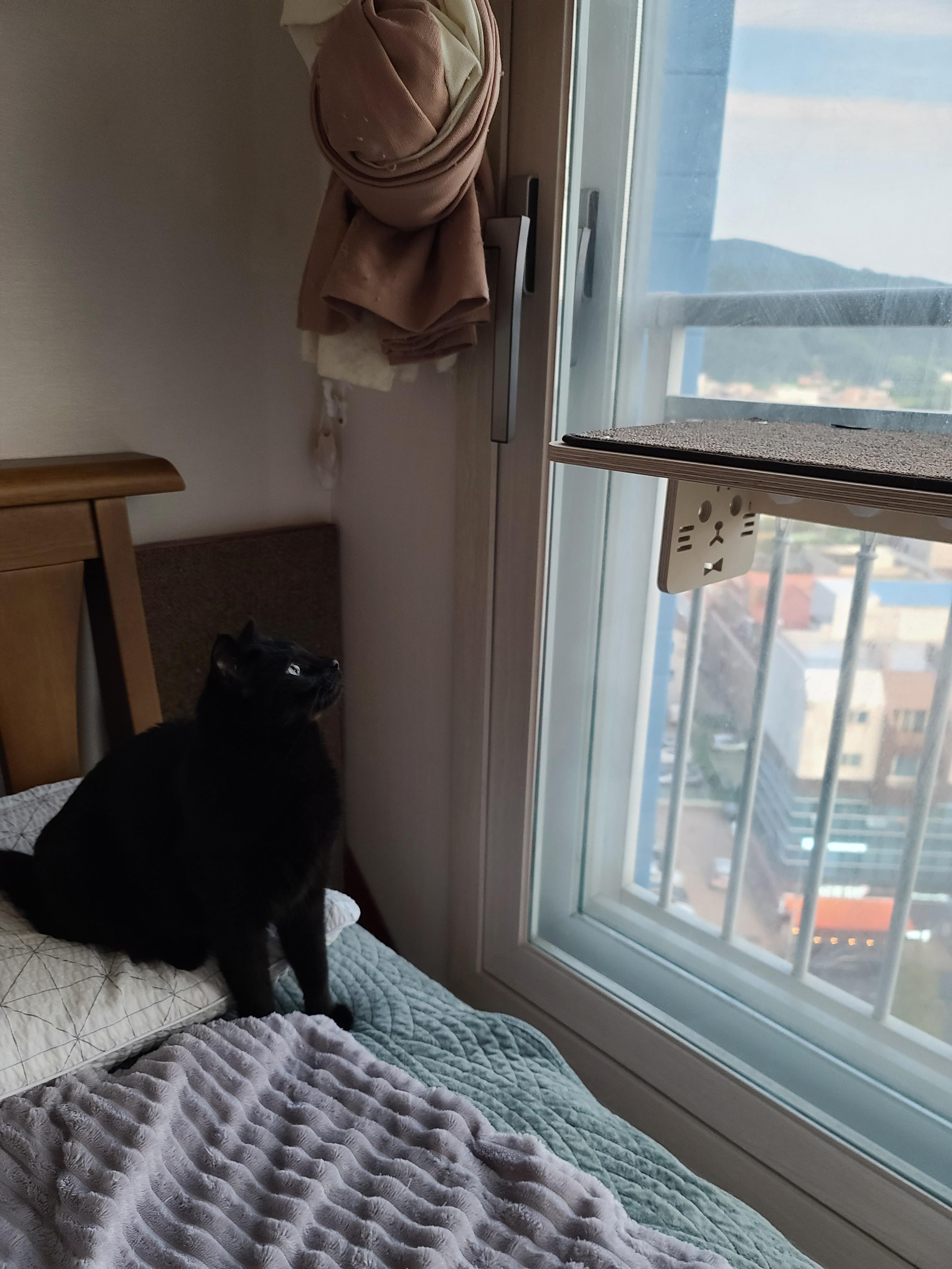 냥냥이들의 캣워크, 캣볼을 달았다. (내돈내산,스압주의)