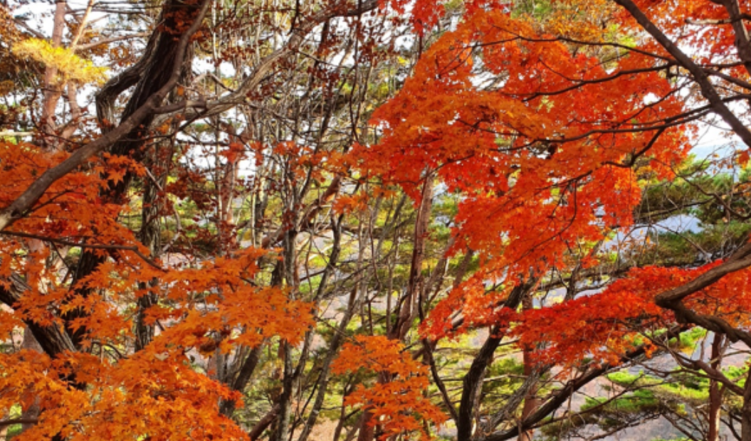 강원도 단풍 드라이브 코스 추천 - 2. 평창 오대산