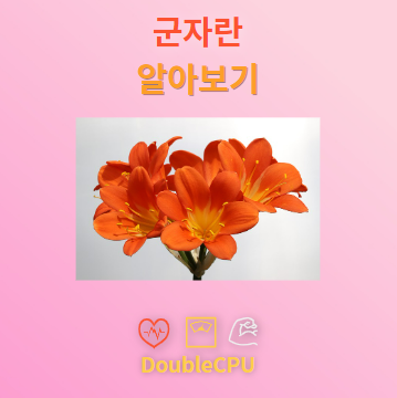 군자란 꽃말 및 탐구