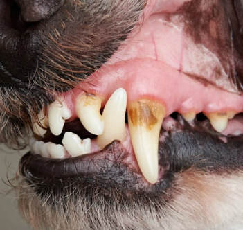 강아지 치석, 왜 생기고 어떻게 제거해야 할까?