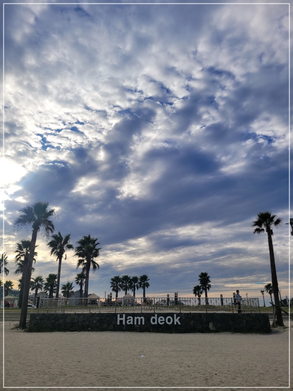 함덕해수욕장-야자수