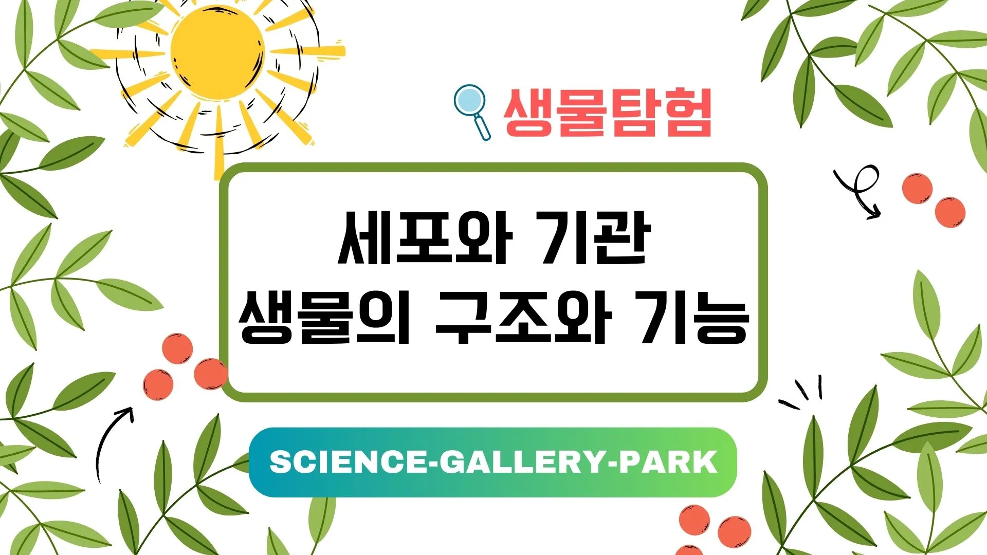 세포와 기관으로 보는 생물의 구조와 기능에 관한 설명입니다.