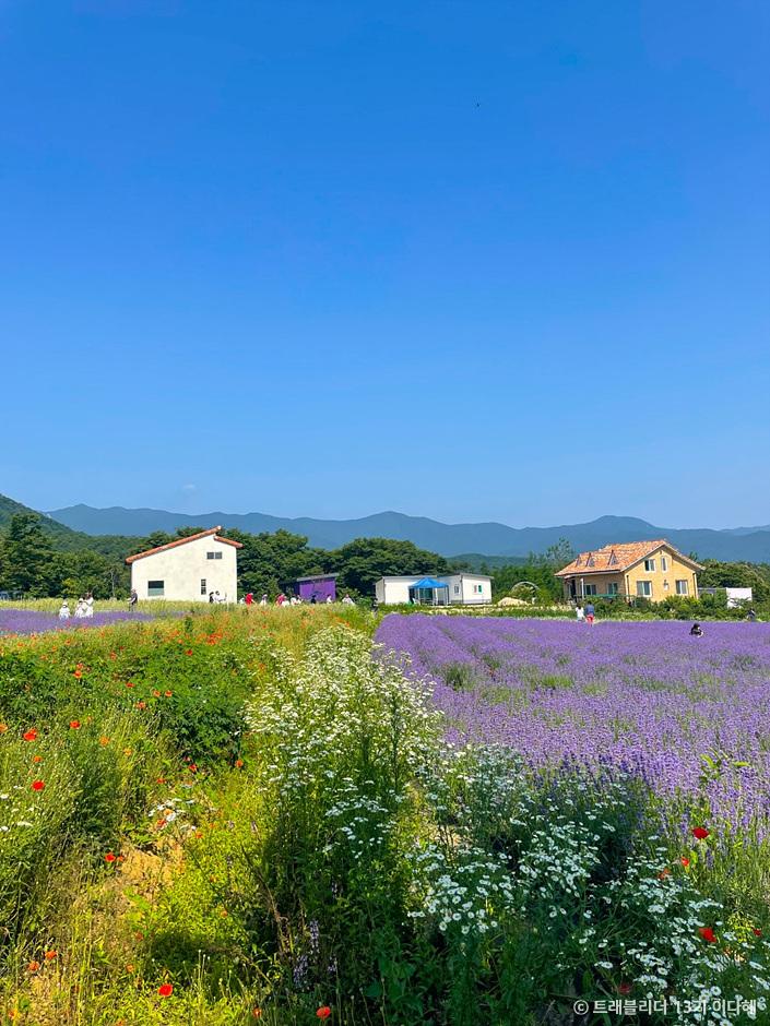 라벤더 명소 개화시기 꽃말