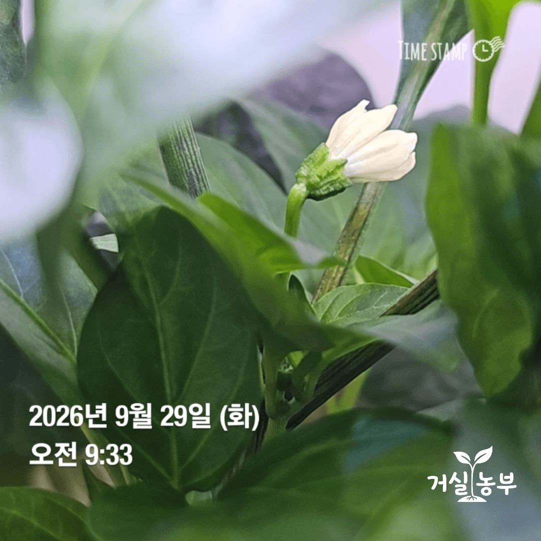 9월 29일 오전 수경재배 고추에서 처음 피기 시작한 하얀 고추꽃