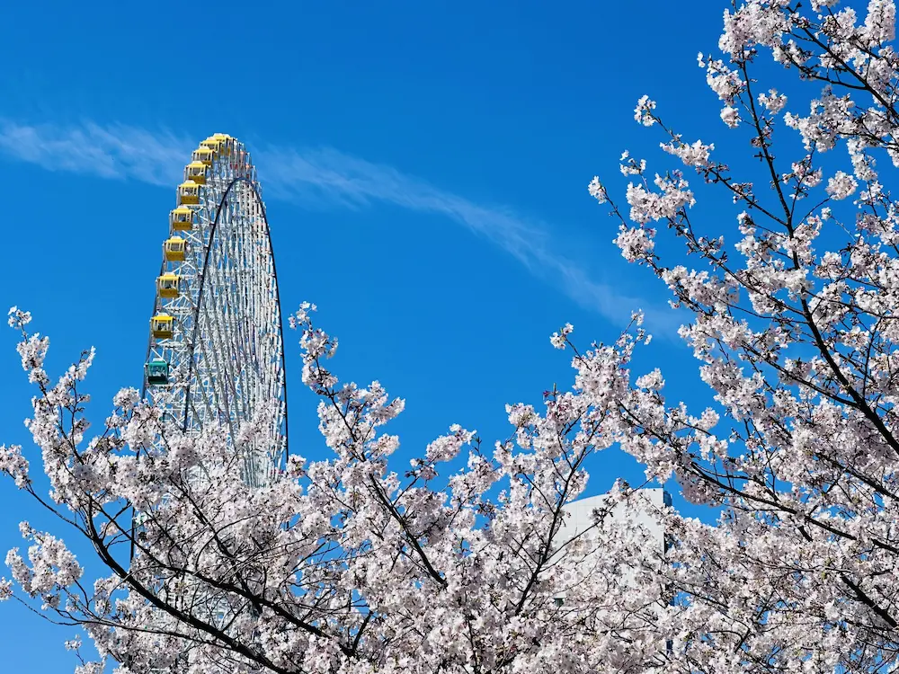 명물 관람차 배경의 벚꽃 사진