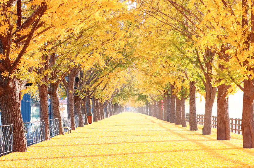 은행나무길 단풍