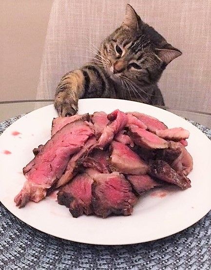 고양이 사료와 사람 음식