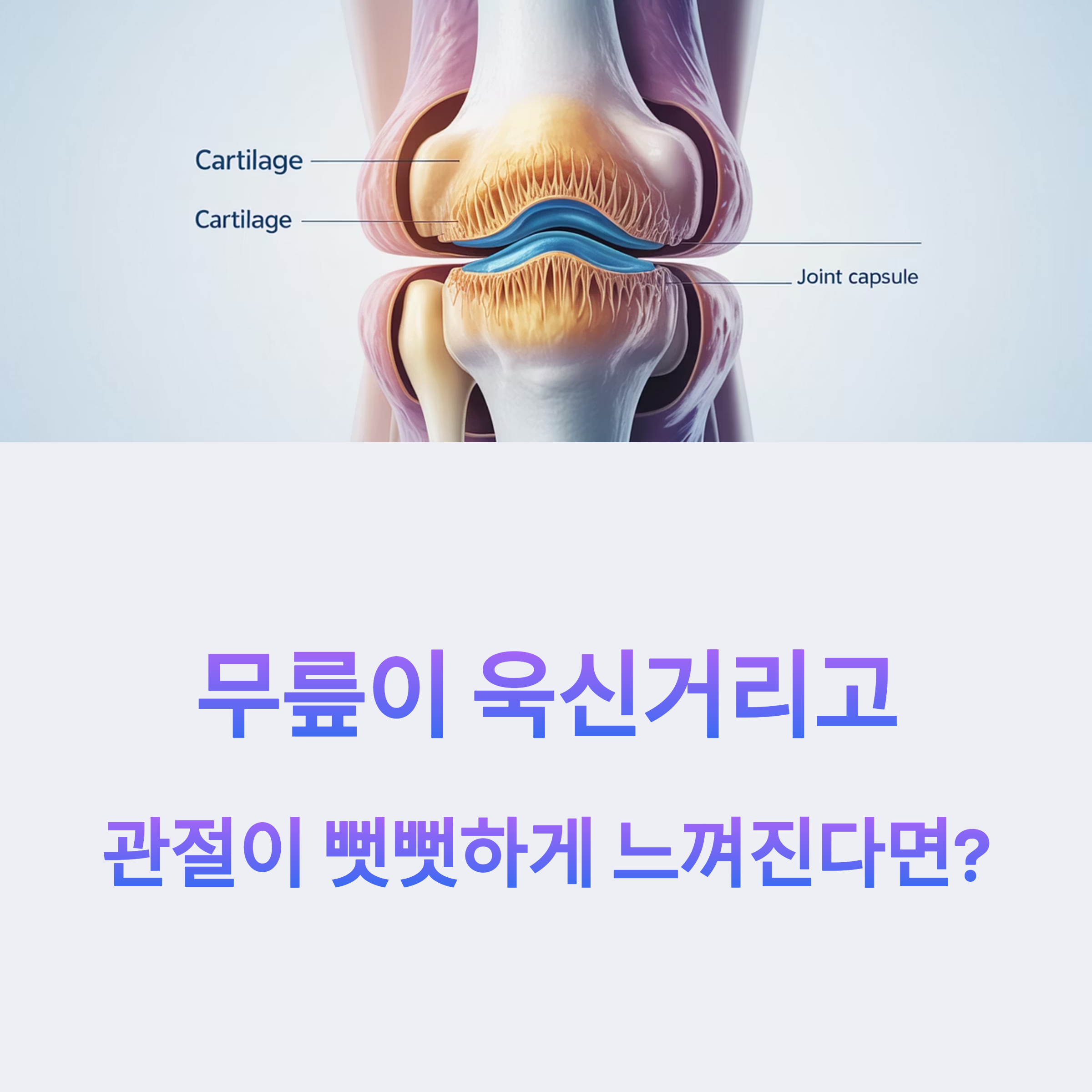 무릎 관절의 연골 구조와 관절낭을 보여주는 해부학적 일러스트와 함께, 관절 통증을 설명하는 문구 삽입 이미지