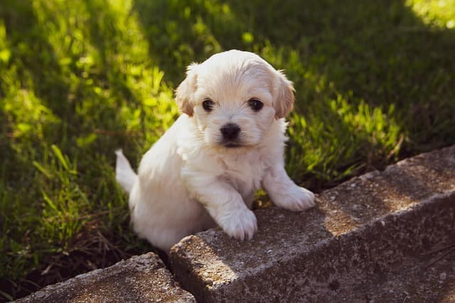 canine atopic dermatitis