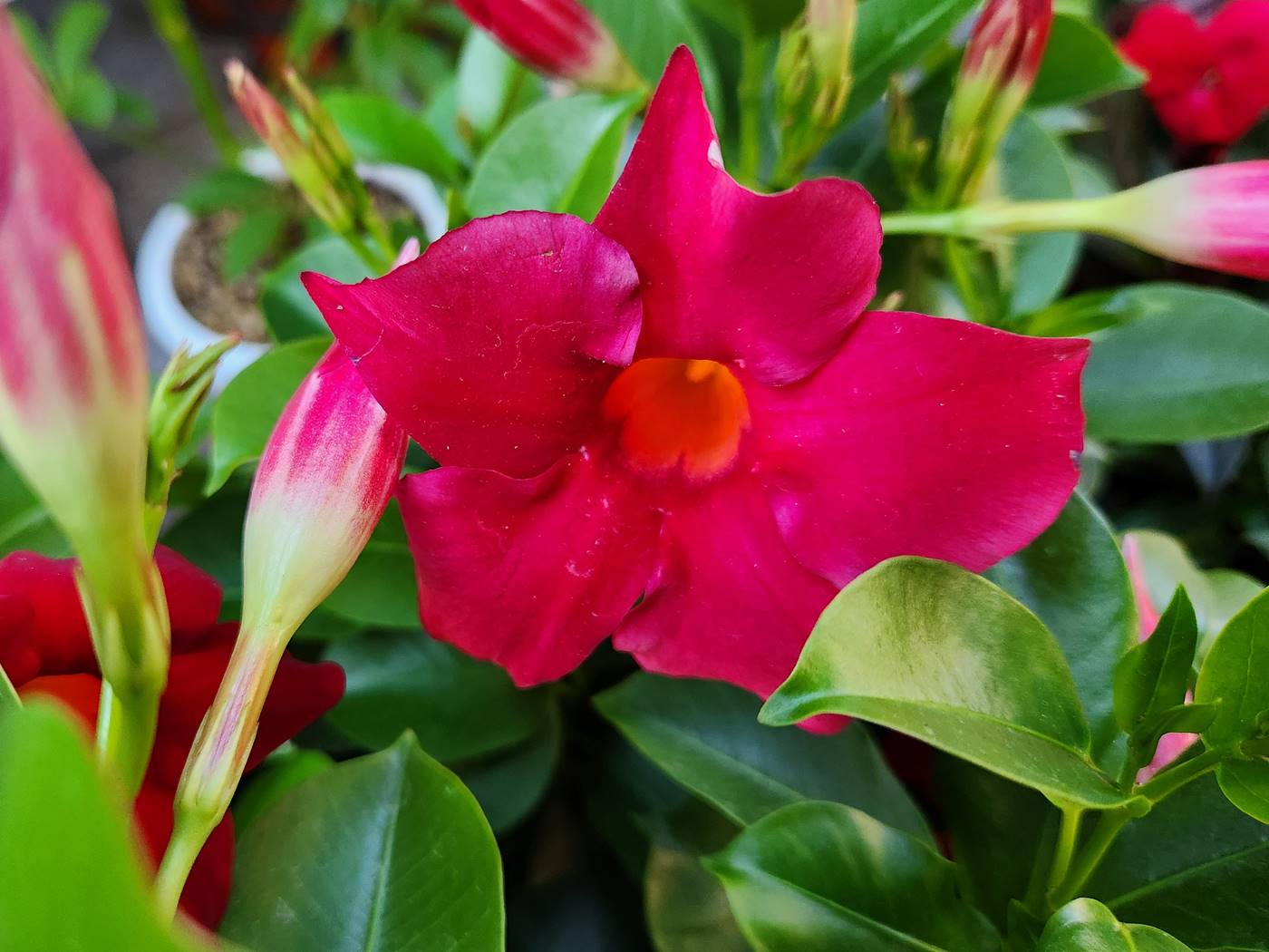 만데빌라 Mandevilla