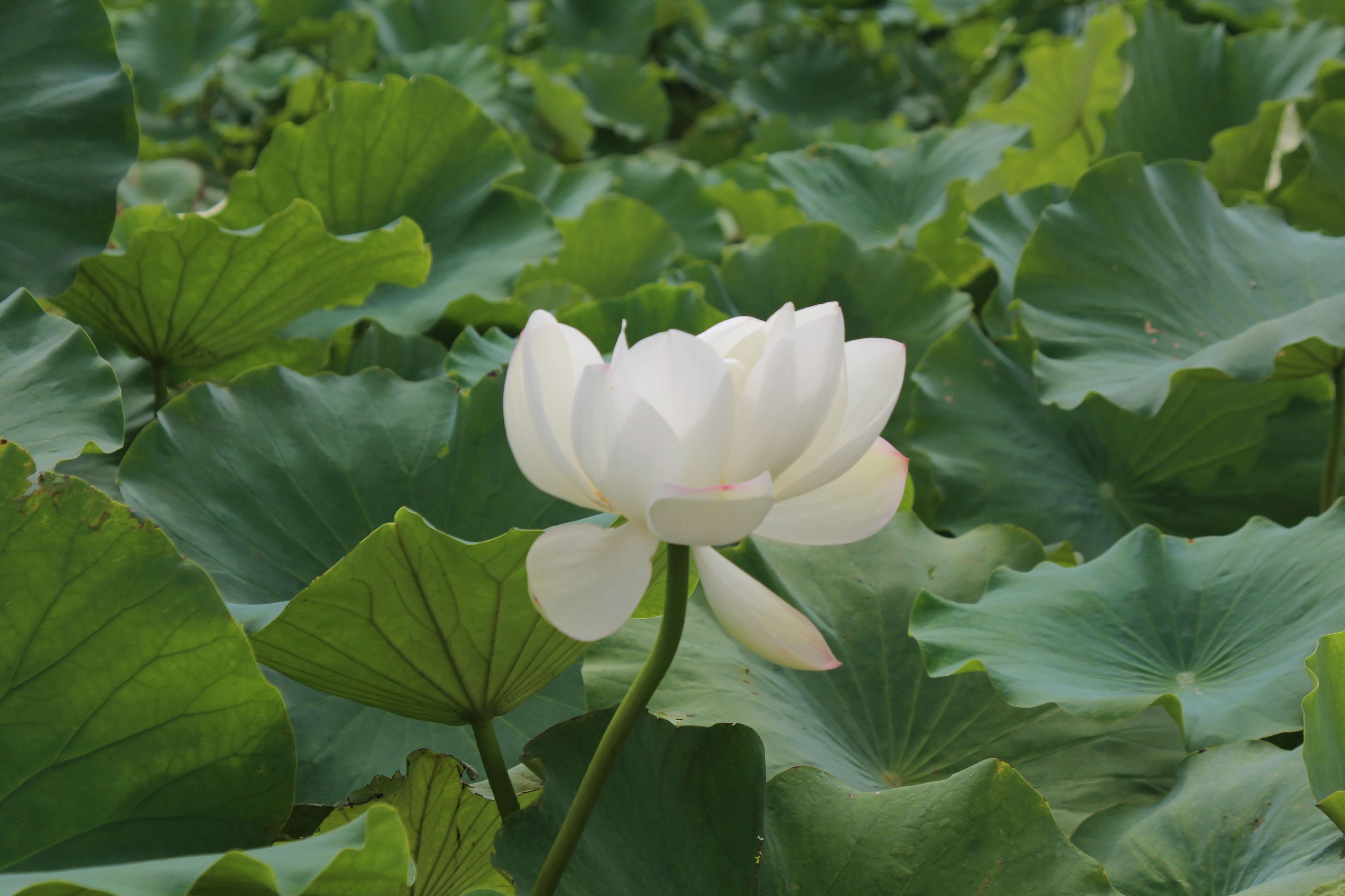 연꽃사진 