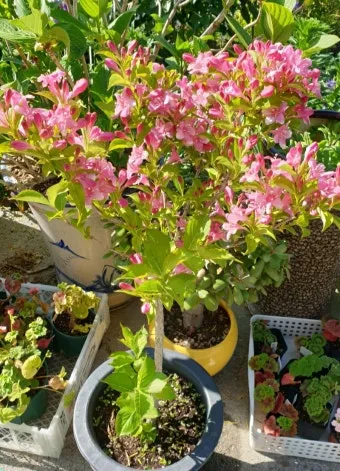 병꽃 무늬병꽃 삼색병꽃 붉은병꽃 아름다운 꽃 종류_26