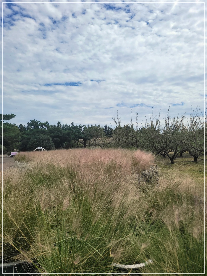 휴애리-핑크뮬리