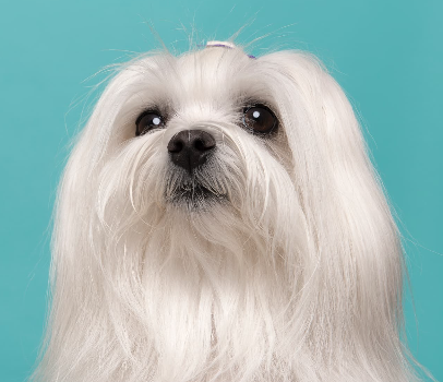 하얗고 긴 털이 매력적인 말티즈