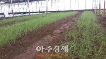 달래 재배 분구 나누기 화분 키우기 향 유지_3