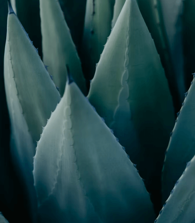 수크랄로스 위험성? 안전한 대체 감미료 5가지