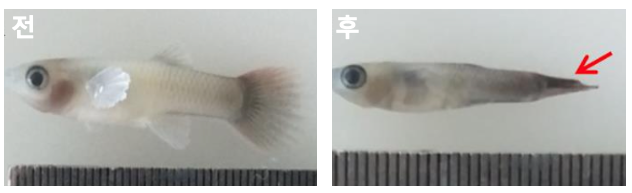 바늘꼬리병 전과 후